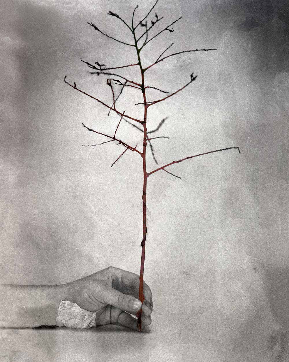 1 - Thaddée Batifol-Flasseur - The tree